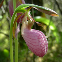 sabot de la vierge rose