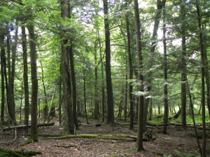 Zonage forestier à Saint-Benoît-du-Lac