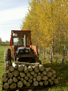 Production de bois et de biomasse