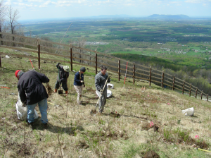 Restauration des feuillus nobles et des pins
