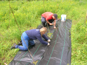 Restauration des feuillus nobles et des pins