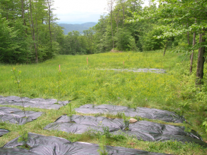 Restauration des feuillus nobles et des pins