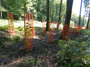 Restauration des feuillus nobles et des pins